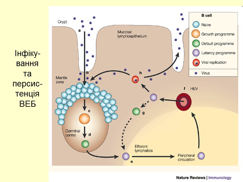 Інфіку-вання та персис-тенція ВЕБ